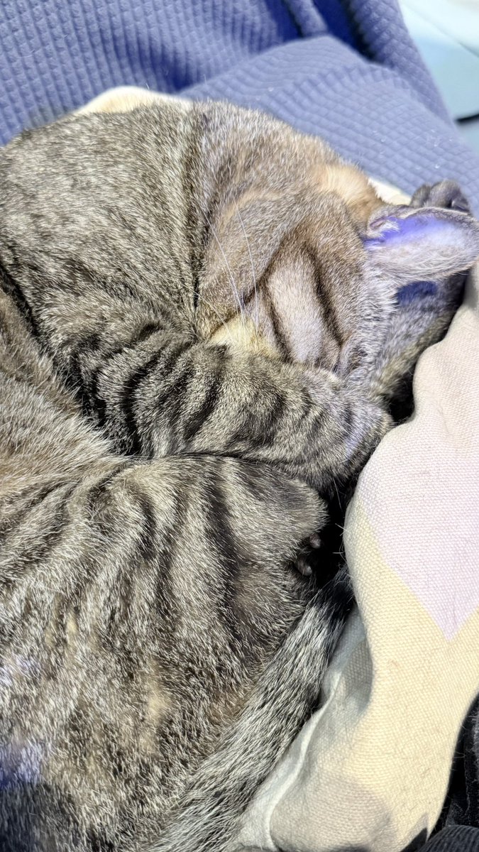 🌈一級鏟屎官測試貓叔暨虎斑推廣委員會 tweet media