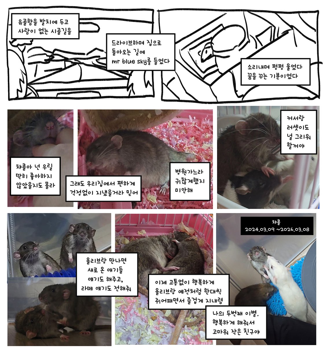 챠콜 2024.03.09 ~ 2026.03.08