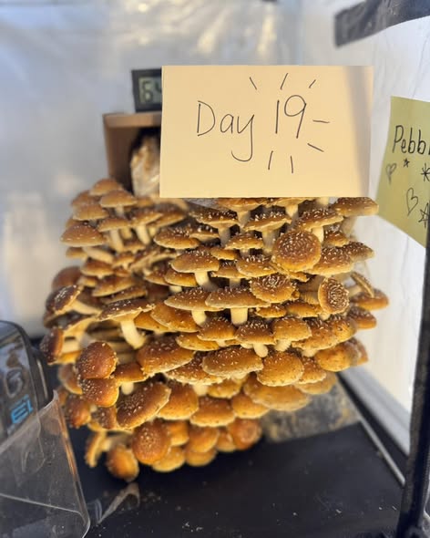 sedck12's tweet image. From classroom to kitchen! 🍄 Mrs. Hughes’ 2/3 class at Gateway Preparatory Academy harvested "Pebbles," their classroom-grown mushrooms, to make fresh pizzas. A perfect #MontessoriMonday lesson in patience and practical life skills! 🍕✨ #sedck12 #SeedToTable #UtahEd