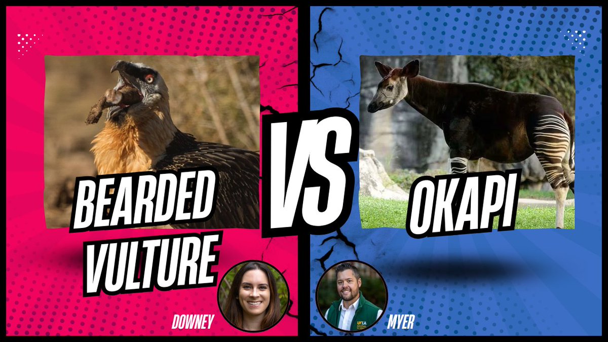 UT Animal Science tweet media