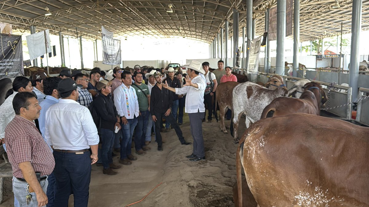 #Chiapas es punto de referencia en la #ProducciónGanadera. Vinculación entre productores y estudiantes de la <a href="/comunica_unach/">UNACH</a> para promover el conocimiento desde los que se dedican esta importante actividad