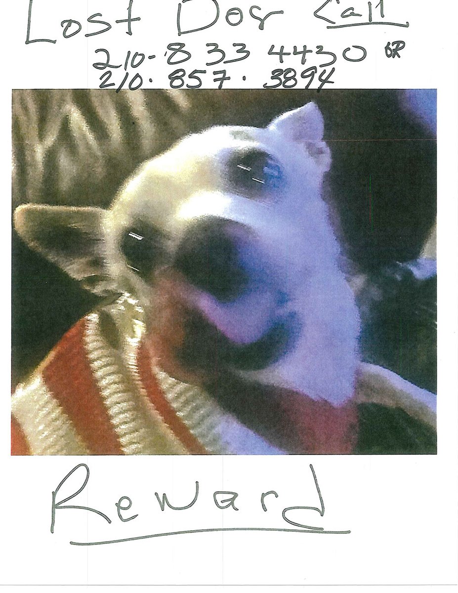 sahumane's tweet photo. Keep an eye out for all these #lostdogs #SanAntonio https://t.co/9M1XpLvphO