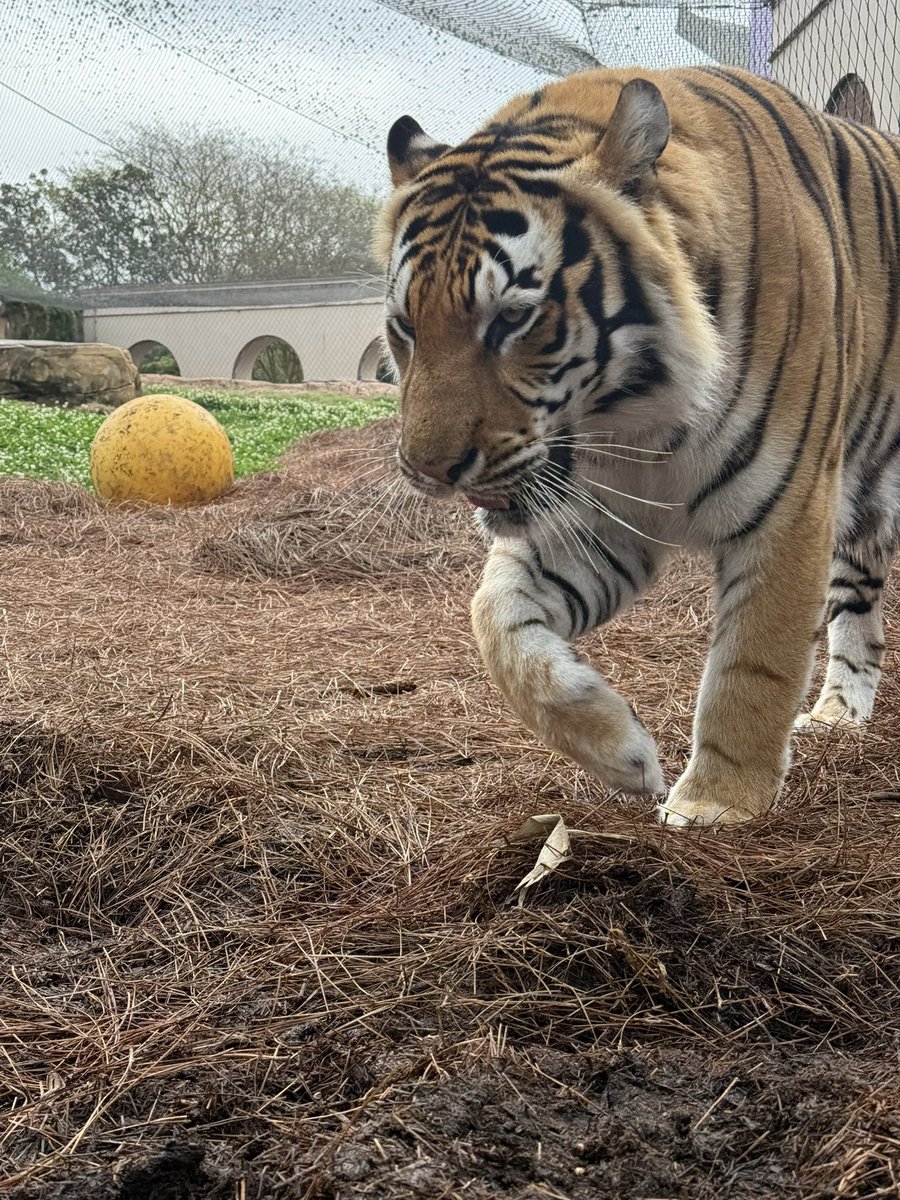 Mike VII tweet media