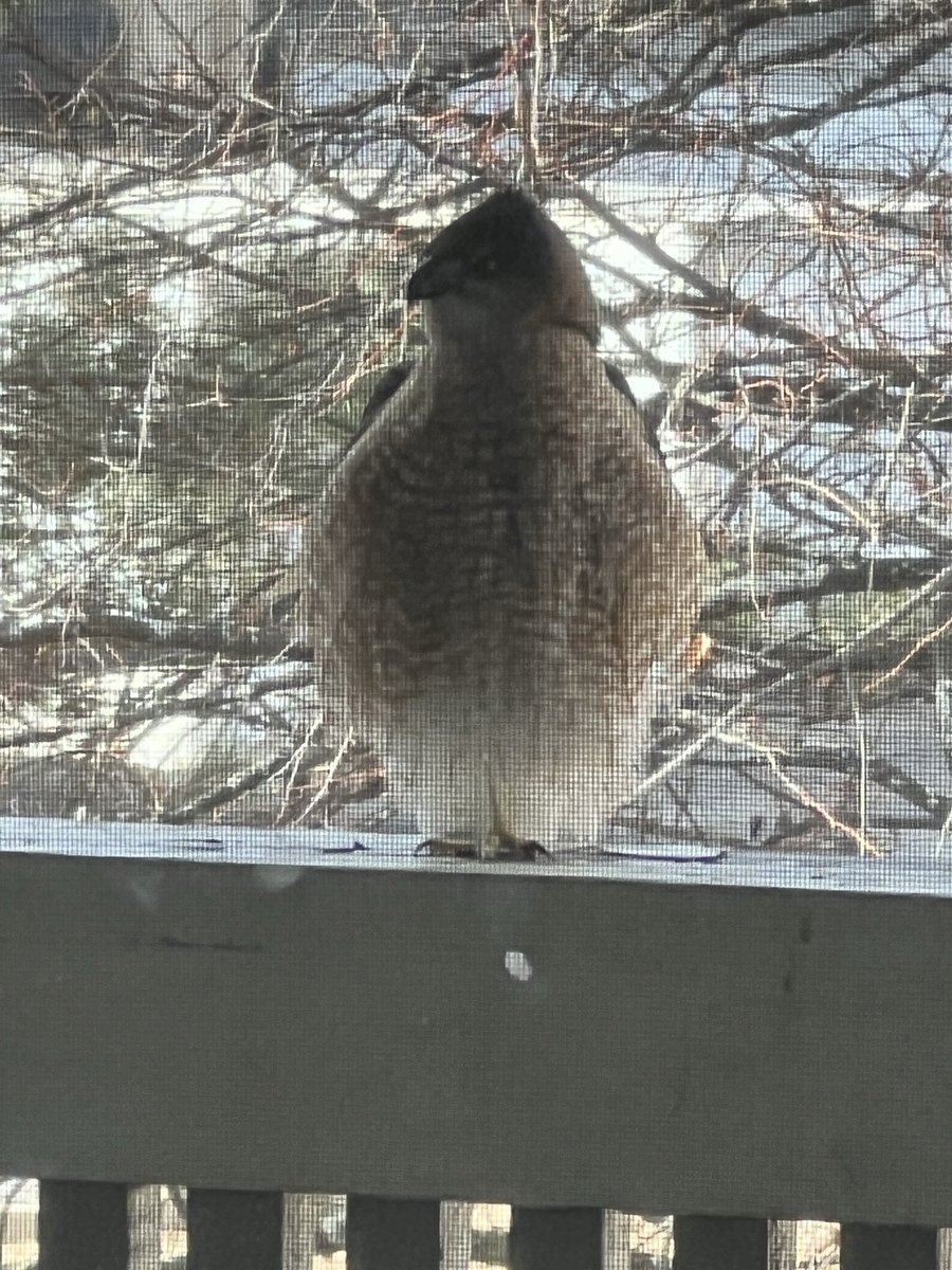 Good morning! A little birdy visited me on my balcony 😊🦅
