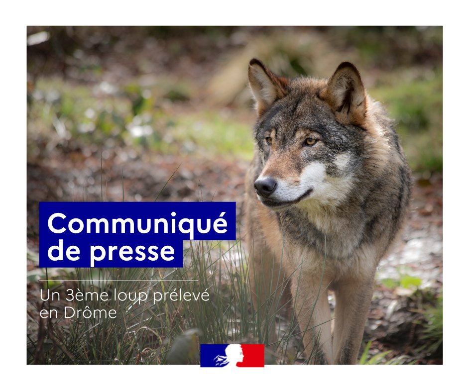 Image de Préfète de la Drôme - #loup | Un loup en situation d’attaque sur un troupeau sur la commune de Saillans a été prélevé dans