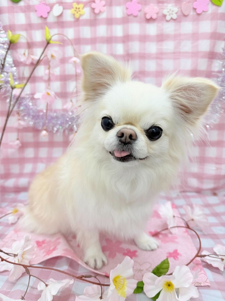 taea🐶 tweet media