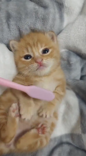 WINKLE (COMMS OPEN) tweet media