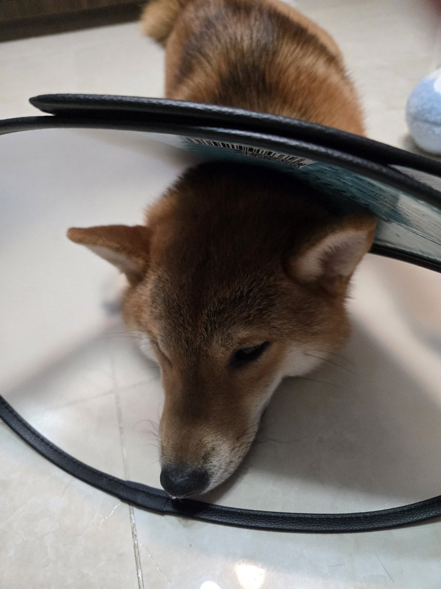 lungwingyip's tweet photo. 避妊手術後のかわいそうな犬🥲🥲 https://t.co/JU70Ax3xyH