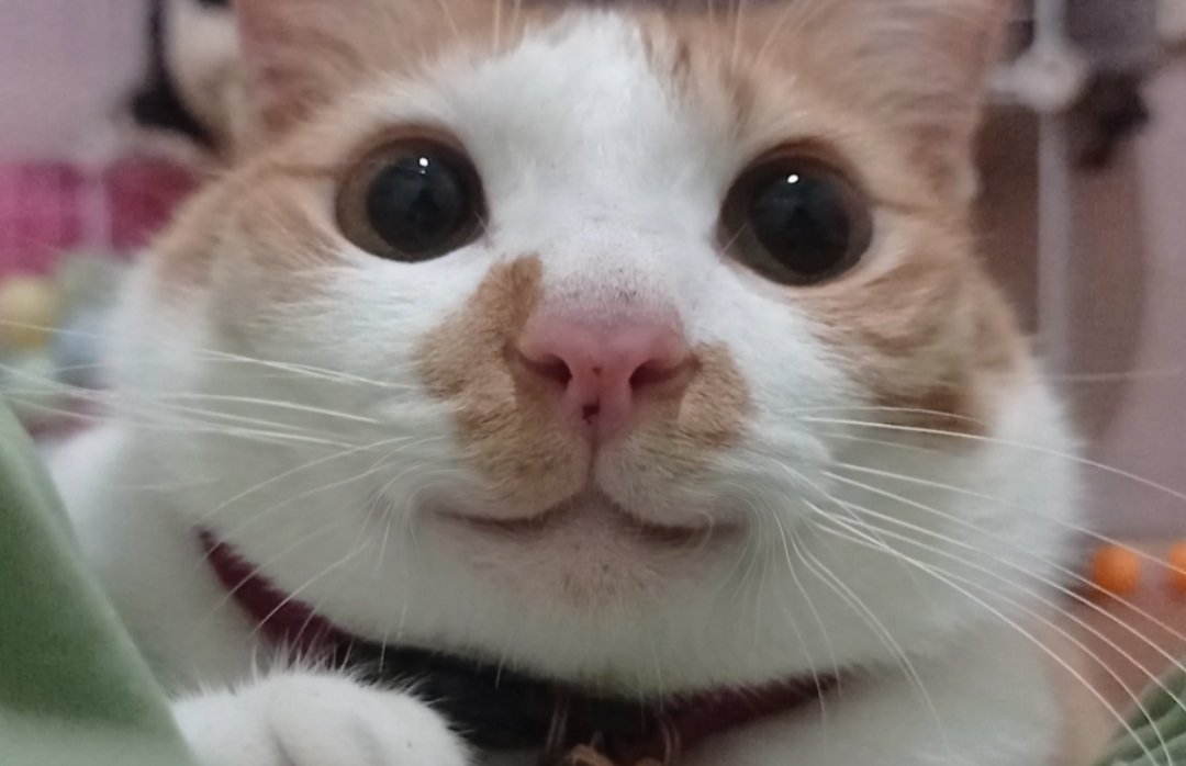 Baru mulai nangis sedetik langsung diparani anyo. Terus ditemenin. Gajadi nangis😭

👩🏻: *sniffles*
🍞: *berjalan cepat menghampiri*

Manusia bisa jahat, tapi kucing2ku engga. That's why aku percaya Allah sayang aku karena udah ngirim mereka ke aku