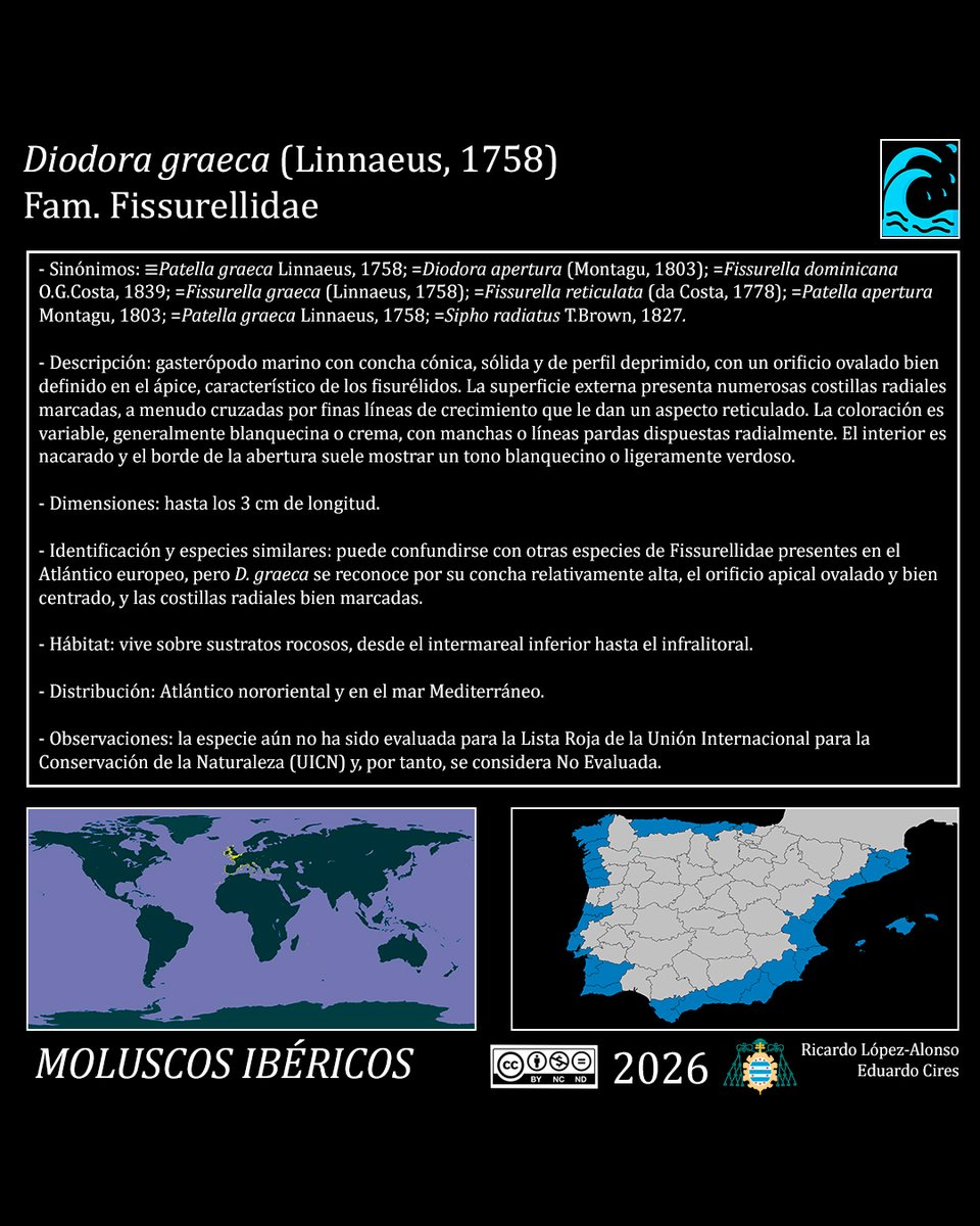 EduardoCires's tweet photo. Diodora graeca (Linnaeus, 1758)
#Fissurellidae #malacología #gastropoda #moluscosmarinos #marinemolluscs #marinebiology #marinebiodiversity #marineecology #faunamarina #shellart #naturalhistory
@IndurotUniovi @Lopezalonsord @uniovi_info @UOdivulga https://t.co/V1b19zfFMJ