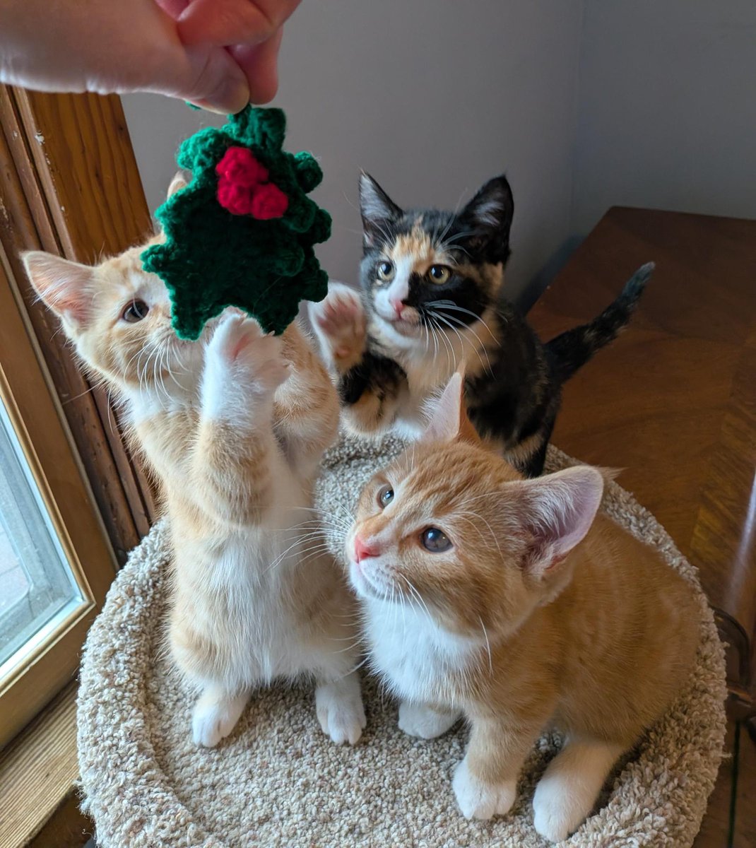 Park Bugle tweet media