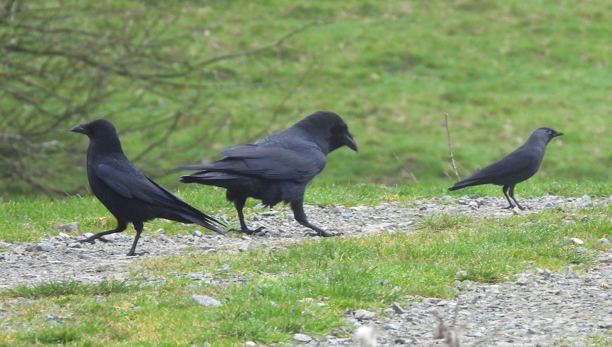 MarburyBirds tweet media