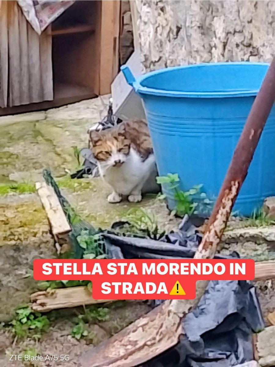 Adotta un peloso tweet media