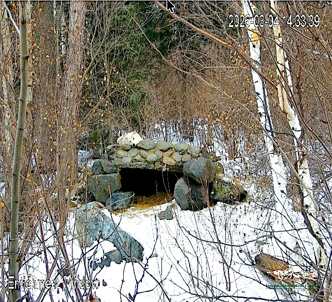 International Wolf Center tweet media