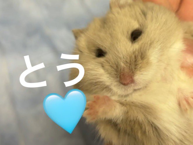 hanabi04031999's tweet photo. 海ちゃん
セロル2歳のお誕生日おめでとう
我が家のセロル、むくむく食いしん坊だよ　最近の海ちゃんのお子さまセロルくんはどう？
愛いっぱい包まれて
かわいくすくすく育ちますように🩵

#セロル誕生祭2026
#celeru https://t.co/b9Pekrajdt