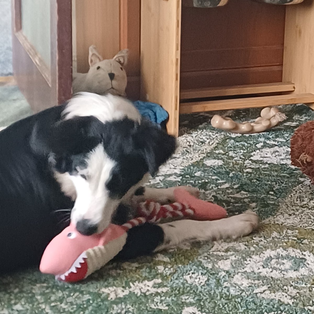 BorderJammy's tweet photo. Our mum went to Crufts and didn't take us but she bought some new toys back for us #bordercollie https://t.co/1m8VJPf29f