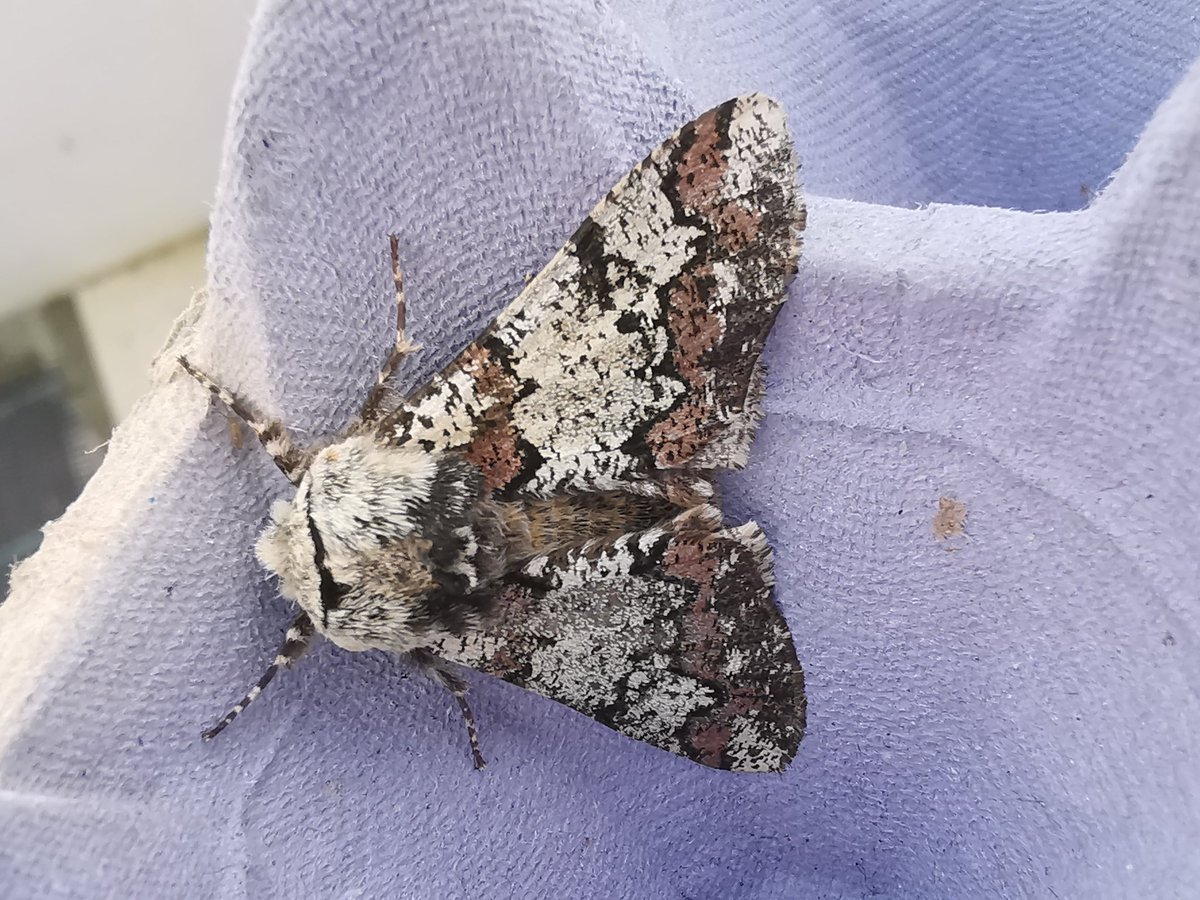 Jason Thompson tweet media