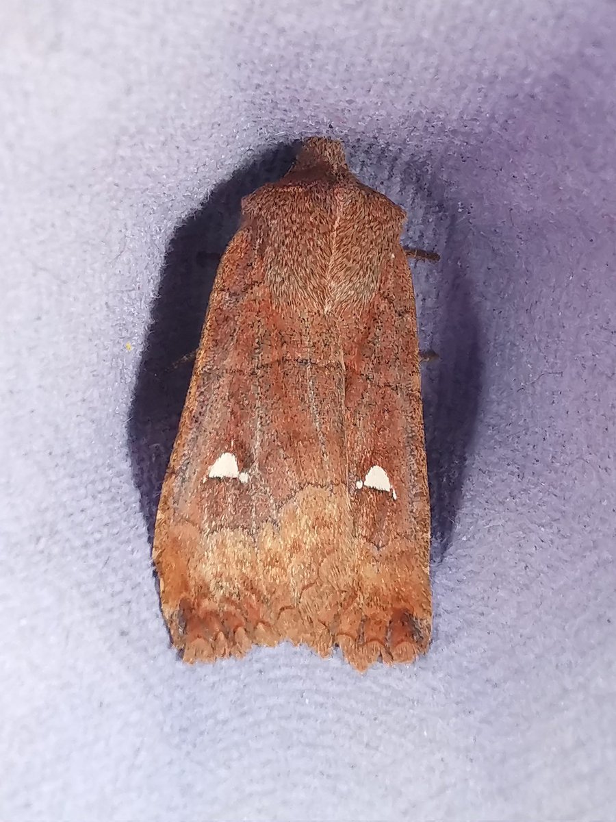 Jason Thompson tweet media