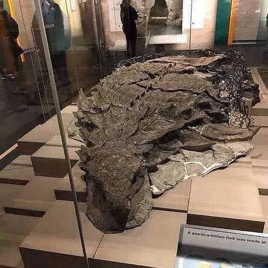 creepydotorg's tweet photo. One of the best-preserved dinosaurs ever discovered. This fossilized nodosaurus is more than 112 million years old, and patterns are still visible on the skin. https://t.co/CJVg5evUT0