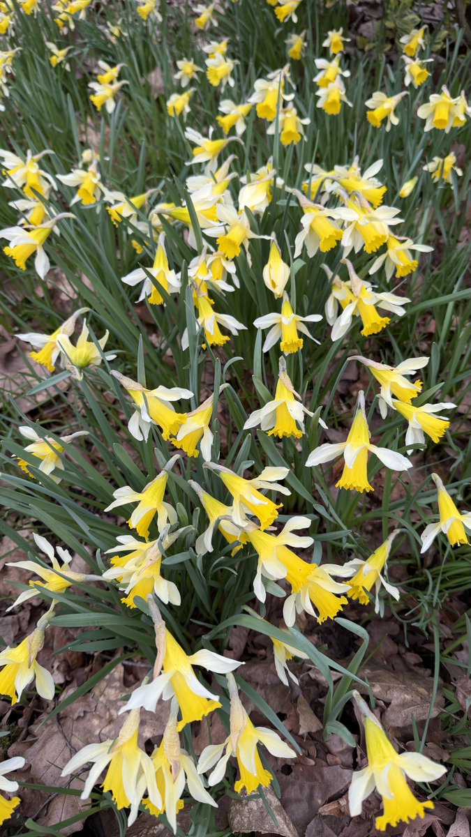 emyr_wyn's tweet image. Beautiful native British Daffodils (Narcissus pseudonarcissus) in my #Doncaster garden.

#flowers #springflowers #spring #daffodils