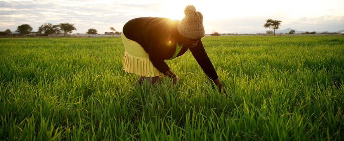 « Je cultivais, mais récoltais très peu », témoigne Yeukai. Avec treize autres agriculteurs, elle a rejoint la Mushandike Agriculture and Rural Development Authority, qui les a mis en contact avec la coopérative de crédit Agricultural Finance Corporation. 

Leur vie en a été