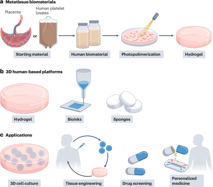 natrevbioeng's tweet photo. Human protein-based biomaterials in preclinical modelling https://t.co/LTTXskiL6I https://t.co/JVdzW9uQHm