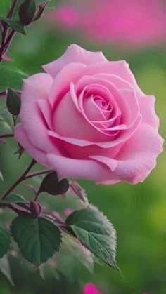 albertootein's tweet photo. @IleanadeMontes Hola querida @IleanadeMontes buenos días feliz inicio de semana te mando un fuerte abrazo 🤗🌹🌷 https://t.co/llFmqWsvZF