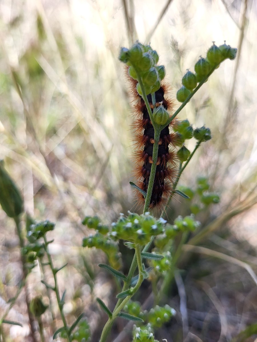 Antonn Park tweet media