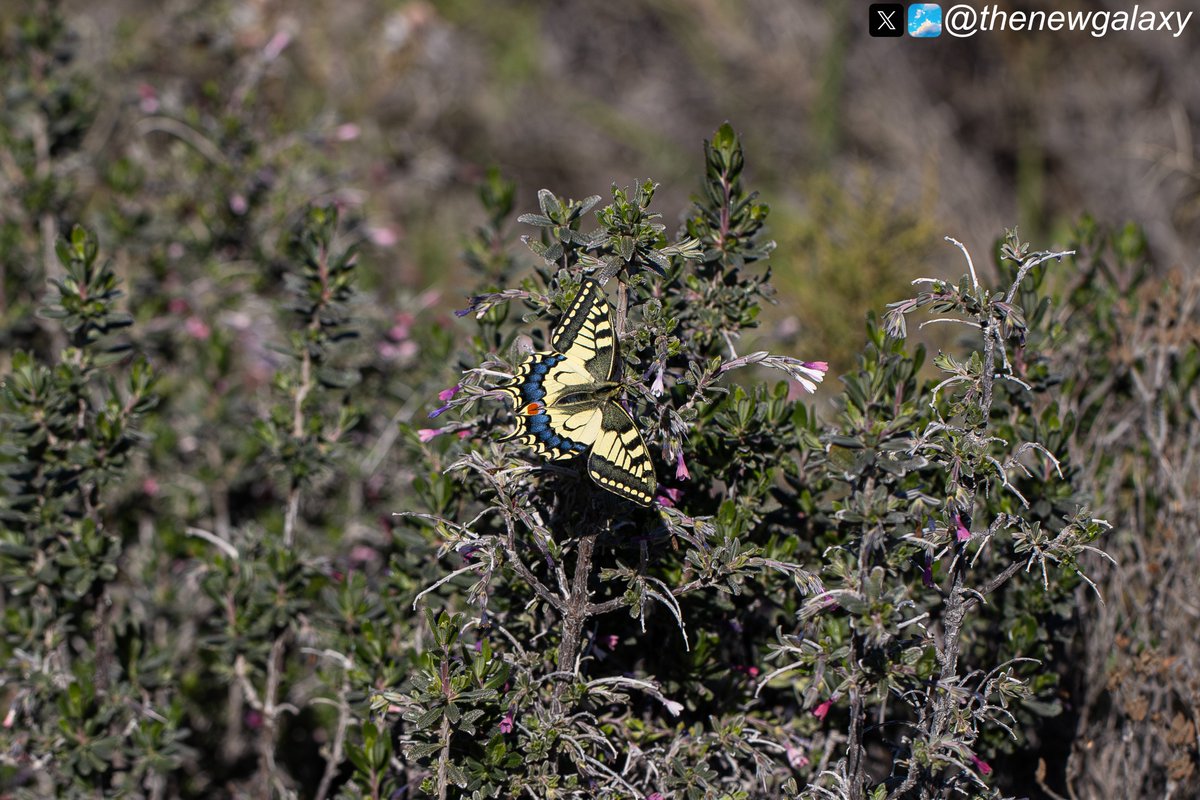 Dr Richard Bate tweet media