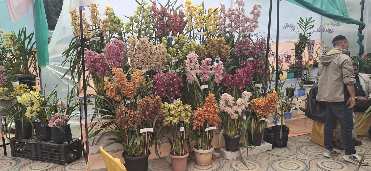 manassarma's tweet photo. Indian Orchid Festival at Pakyong https://t.co/CeC9CGinRF