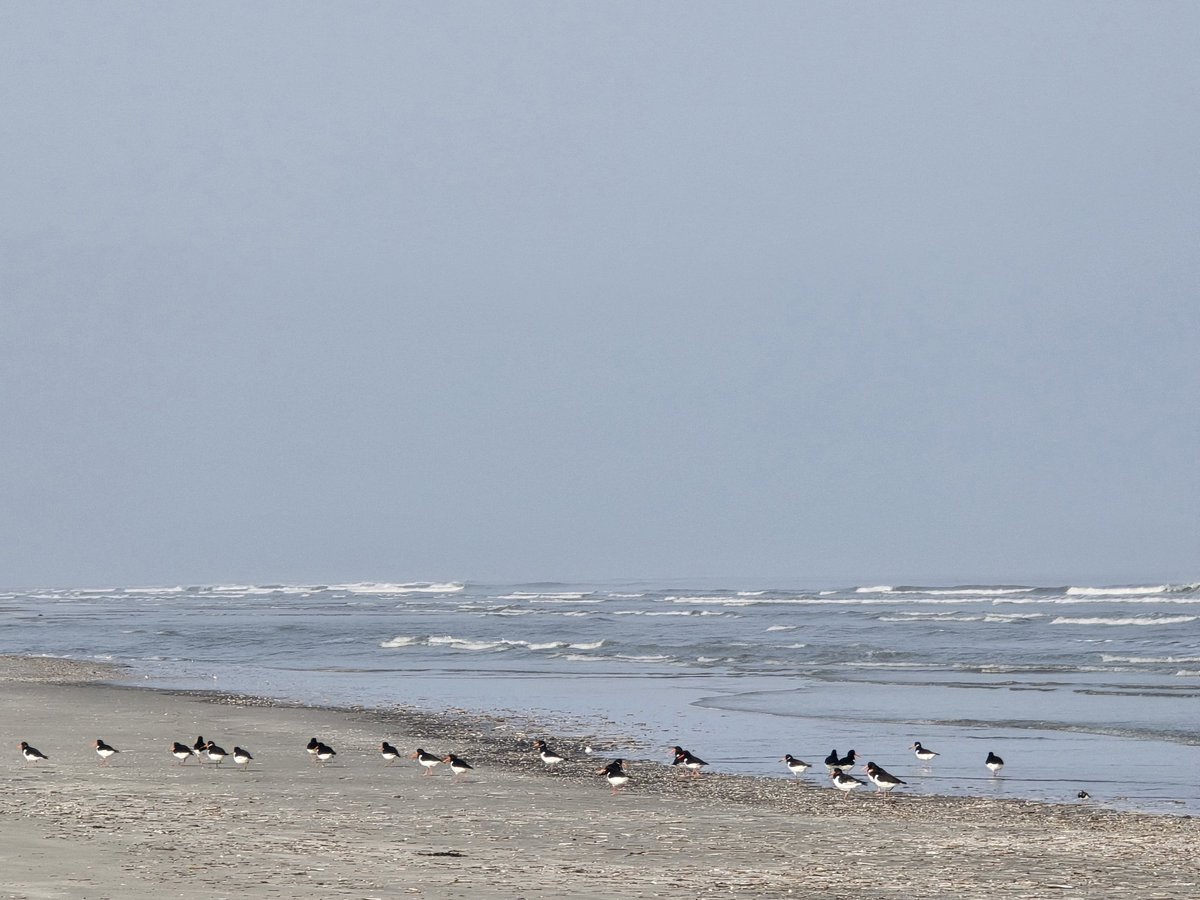 Simon Westerhof tweet media