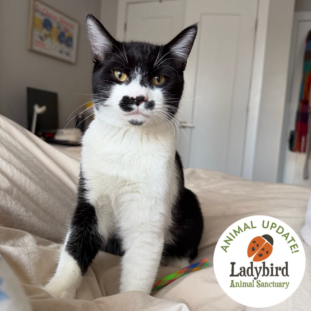 Ladybird Animal Sanctuary tweet media