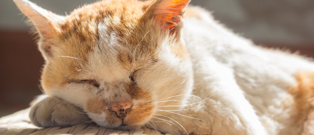 The Pet Cancer Foundation tweet media