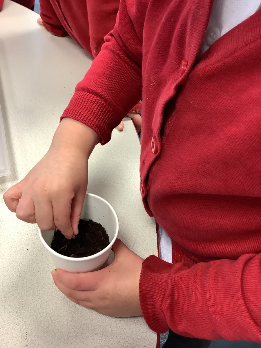 RECEPTIONOPS's tweet photo. Today we have read a fabulous book called ‘That’s My Flower’ to help learn about spring. We have planted sunflower seeds to support our learning about growing and spring, we can’t wait to watch them grow! #eyfs #science #understandingtheworld https://t.co/MGoxH9ieIQ