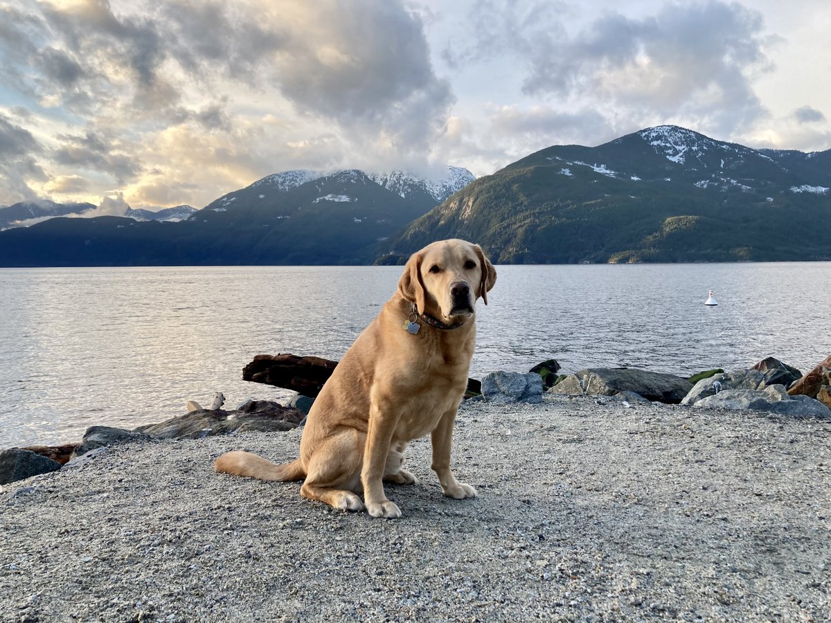 Brass 🌈 🐾🇨🇦 tweet media