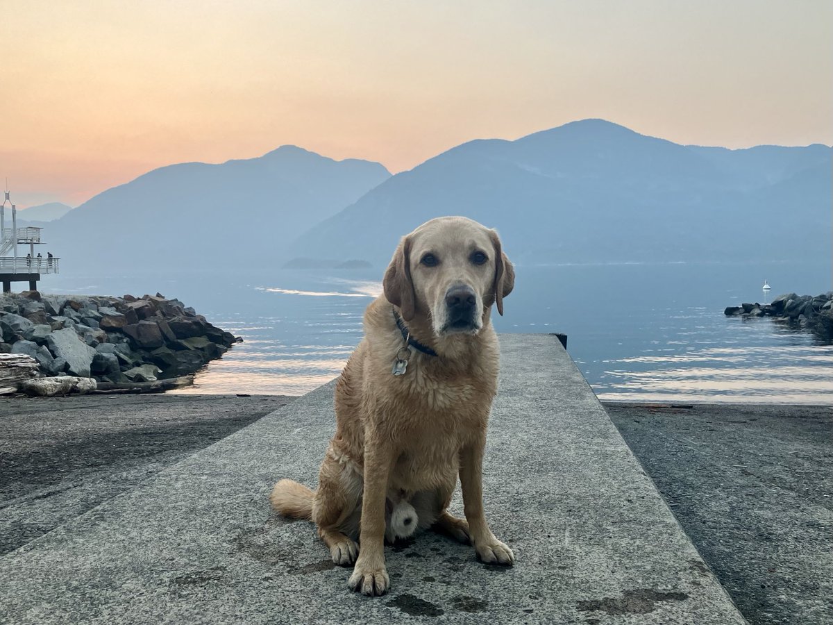 Brass 🌈 🐾🇨🇦 tweet media