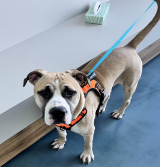 #MondayMarvels 
#FostersSaveLives 

Bleue was #Rescued🎉 
Thank you #Foster &amp; #Rescue 
<a href="/TAPNYACC/">TAPACC</a> will post details 

Village, tysvm🙌