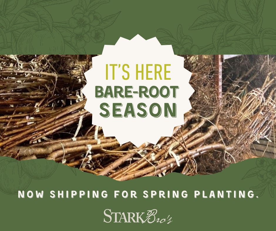 Stark Bro's tweet media