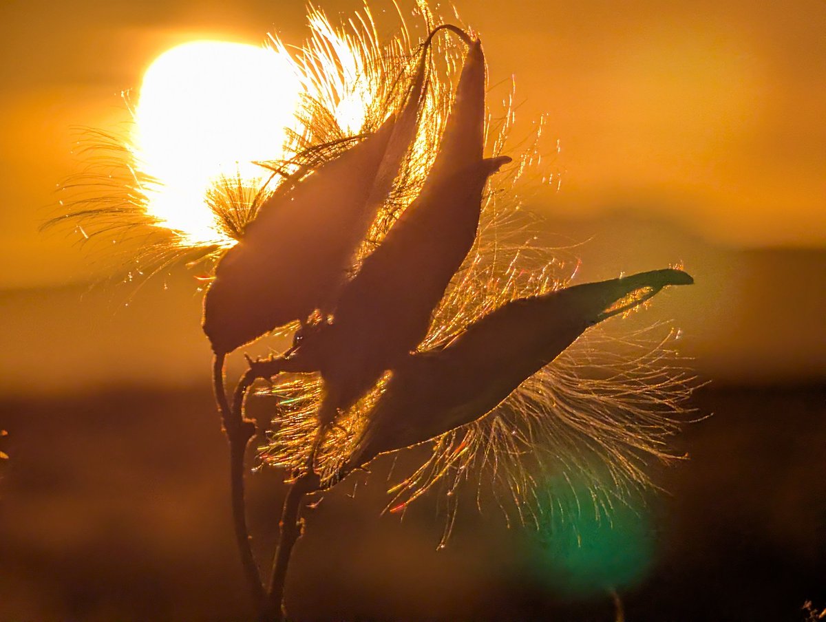 LoraleeLogan's tweet image. Do you have a backlit photo? 
Share with us