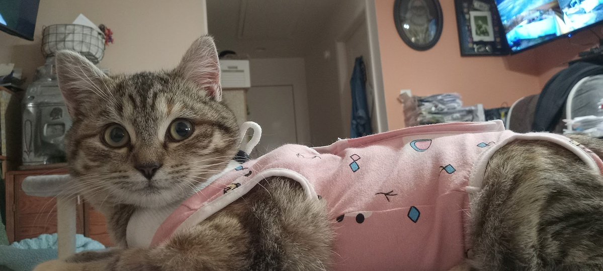 Because of Jim/Wild Serenity Cat Rescue Fund tweet media