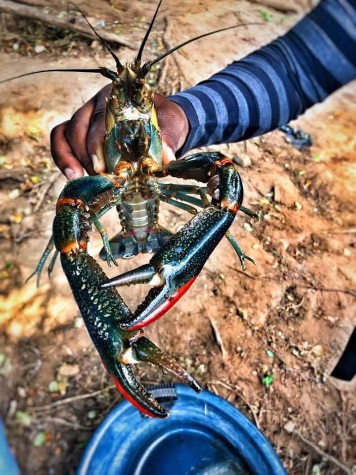 carl joshua ncube tweet media