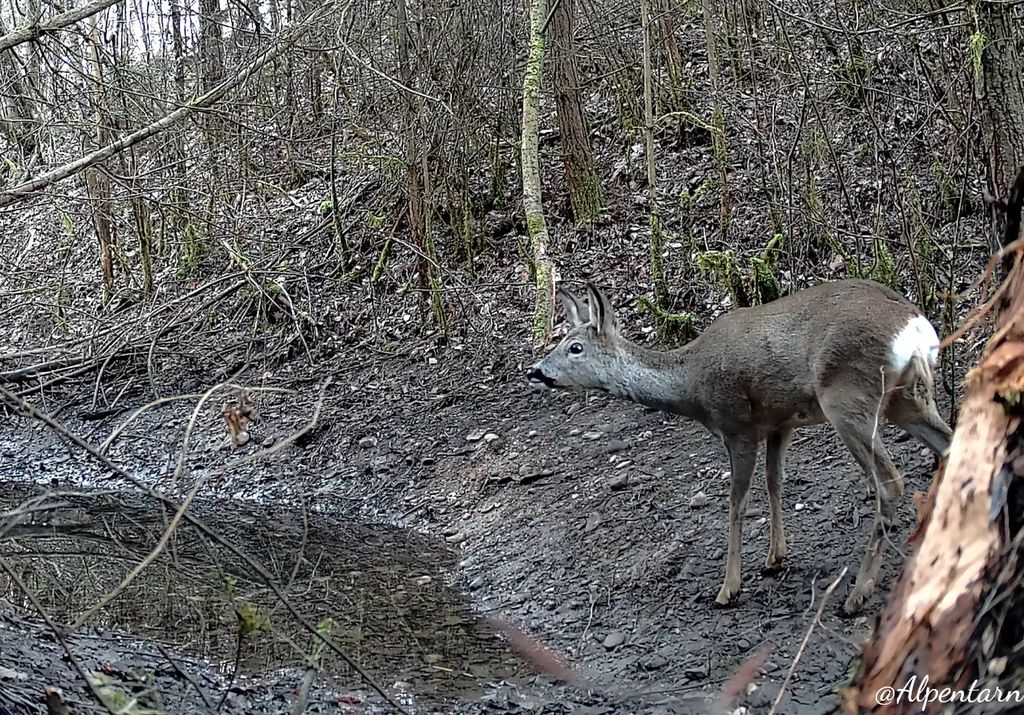 alpentarn's tweet photo. Ich sprang nur über Gräbelein und fand kein einzig Blättelein #Wildcam https://t.co/iIOAWeoAx8
