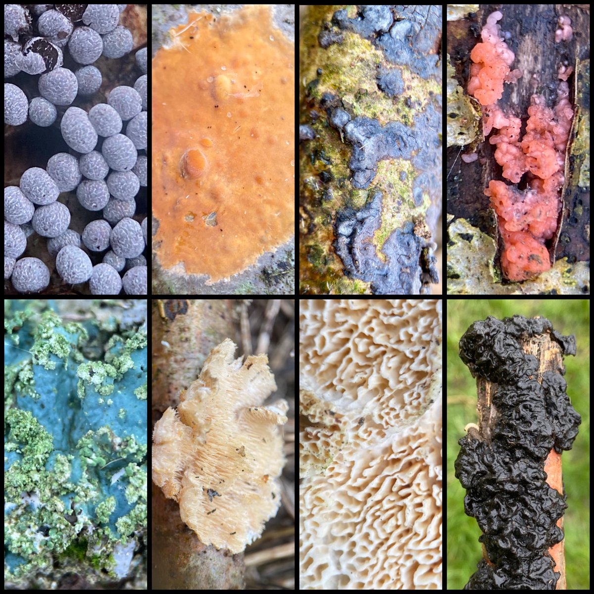 StevePa46290725's tweet image. The fungal, slime mould and lichen biodiversity of an old pile of sticks in a neighbour’s field. Including ‘Warlock’s Butter’ and my first local Cobalt Crust. Dorset 7/3/26 #fungi #slimemould #lichen
