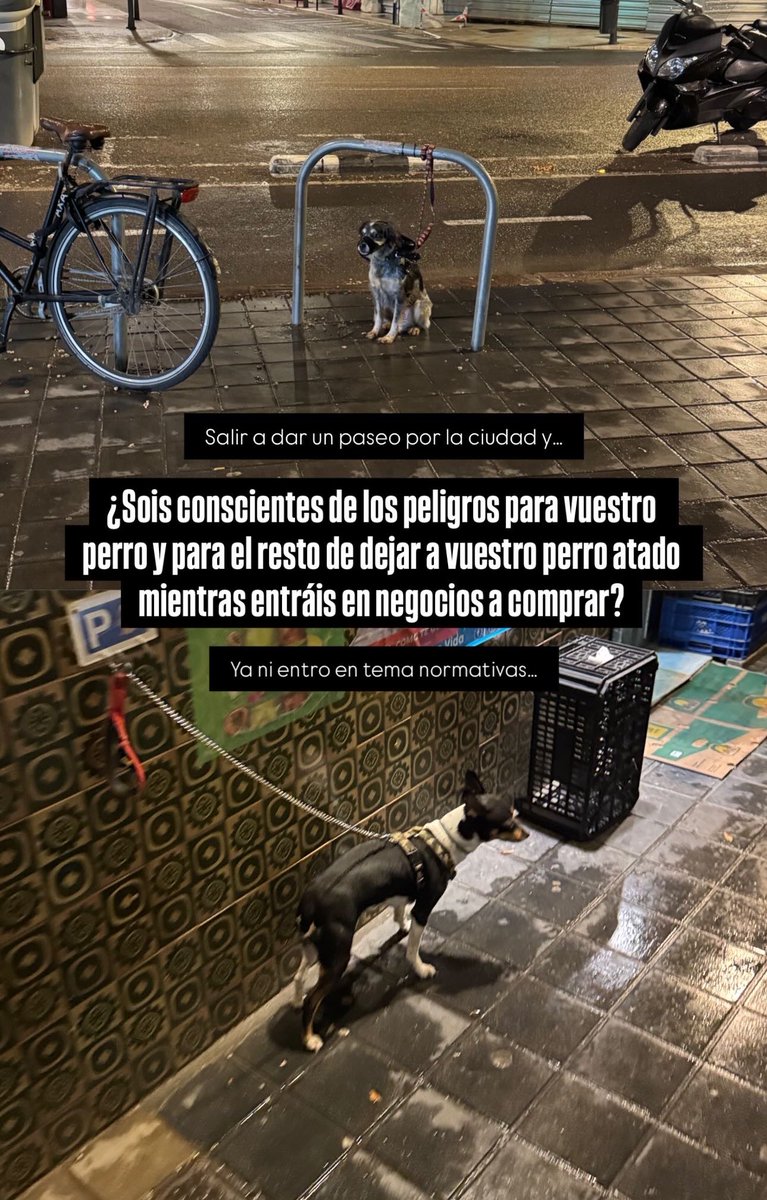 REPITE CONMIGO: ¡No se dejan a los perros solos atados en las puertas de ningún establecimiento. Si tienes que hacer recados deja al perro en tu put4 casa! Gracias.