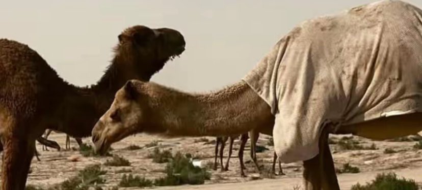 ᷂القنوف tweet media