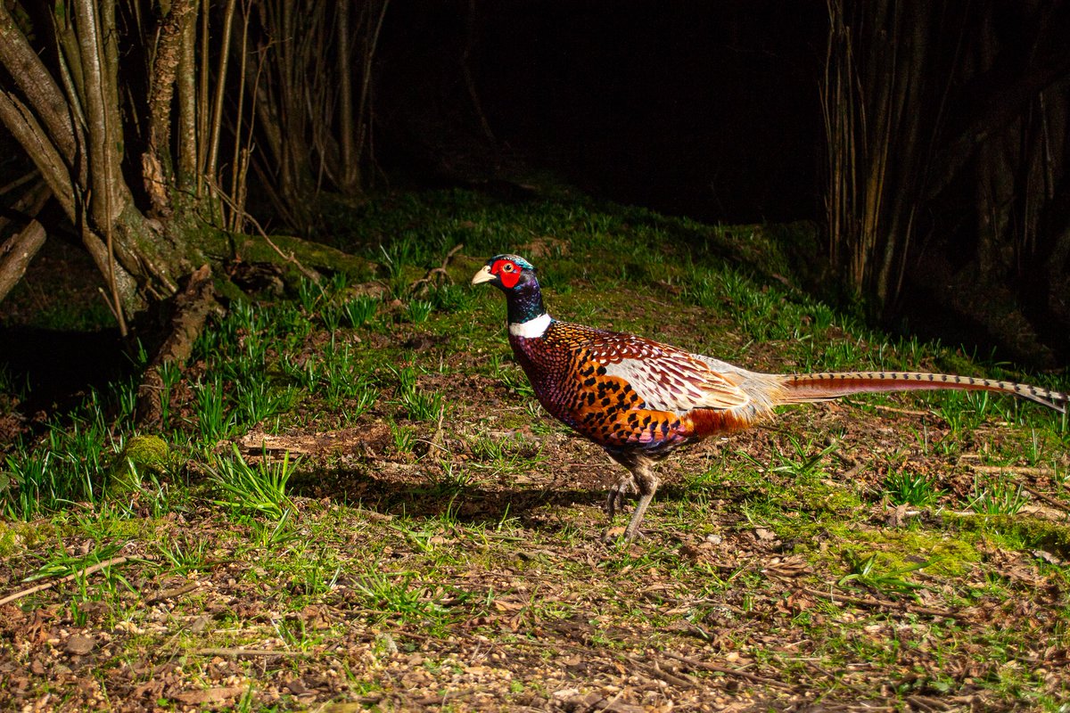 The Stoic Terrierman tweet media