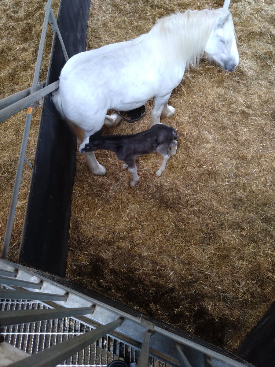 Les Chapman tweet media