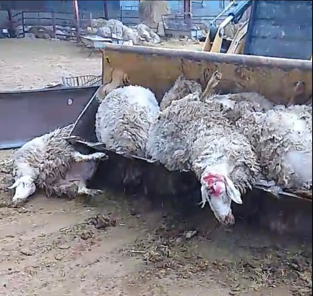 George Perdikis tweet media