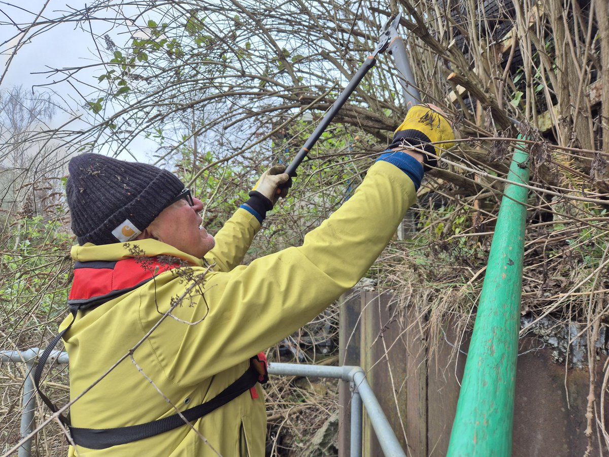 SHFCRTvolunteer's tweet photo. Good Saturday pontoon-based #towpathtaskforce session removing offside buddleia to restore the full navigable width of the canal. We also rescued a floating water-filled fencing base that local numpties had pushed into the canal. @CRTYorkshireNE @CanalRiverTrust #volunteerbywater https://t.co/UUvwd1XhnX