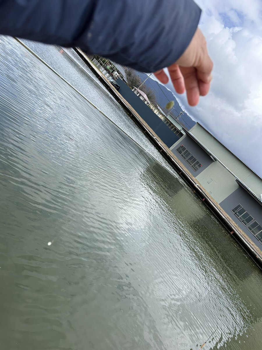 ComSugichan's tweet photo. 来月4月からいよいよ新潟県新発田市へと転勤です
これまでお世話になった釣り場へ巡りたく今回は滋賀県東近江市釣り堀トムソーヤへ行って来ました。
かっぱ池と同じく当池も以前
取材協力を頂いた経緯がある処である

#ヘラぶな釣り 
#セット釣り 
#釣り堀トムソーヤ 
#バリバス 
#グラン鉤 https://t.co/RMfslyNZb8